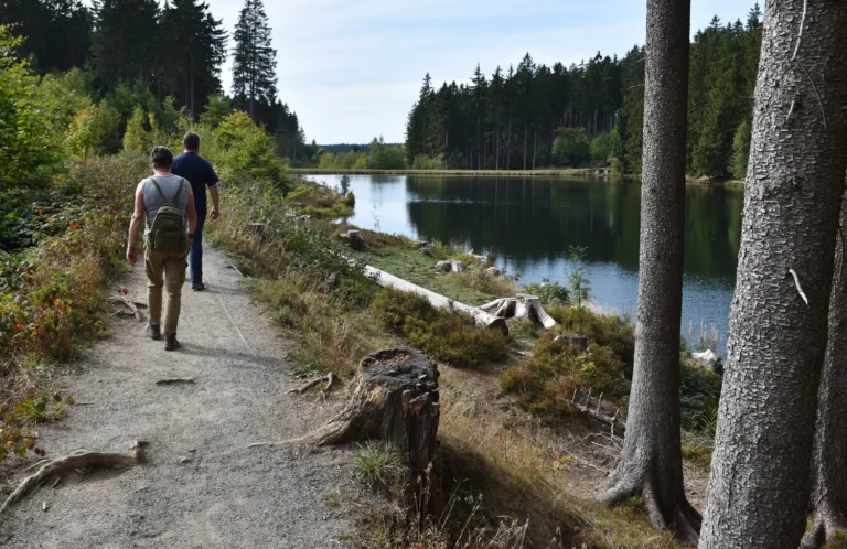 Wanderweg im Harz bei Hahnenklee